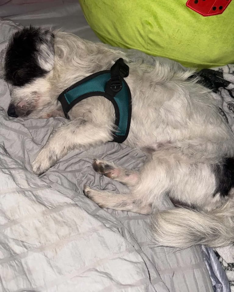 Photo of Ziggy