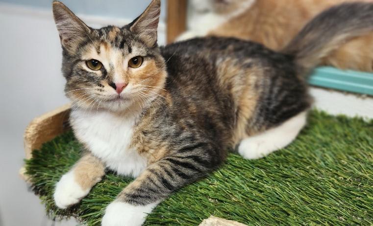 Photo of Kitten 27876 (Summer)