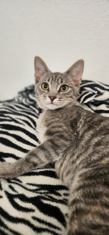 Photo of Kitten 27877 (Elsa)