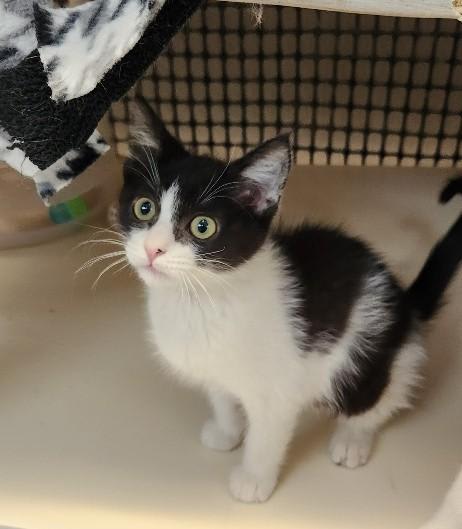 Photo of Kitten 27888 (Bonnie)