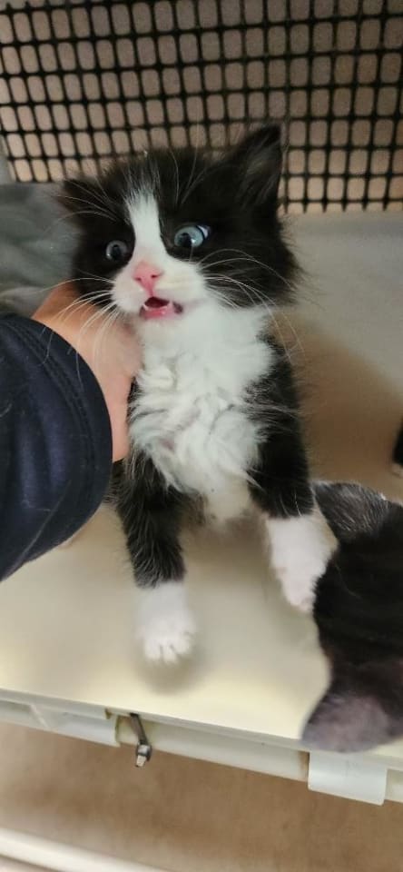 Photo of Kitten 27889 (Sylvester)