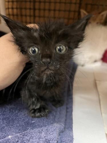 Photo of Kitten 27955 (Buzz)