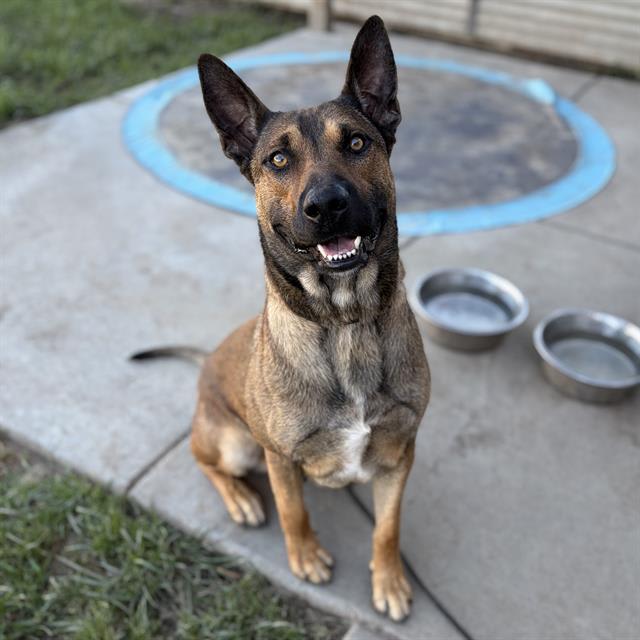 Photo of DASH