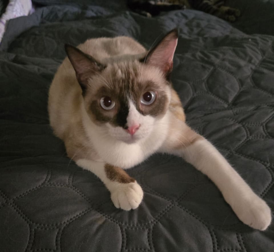 Photo of Tofu