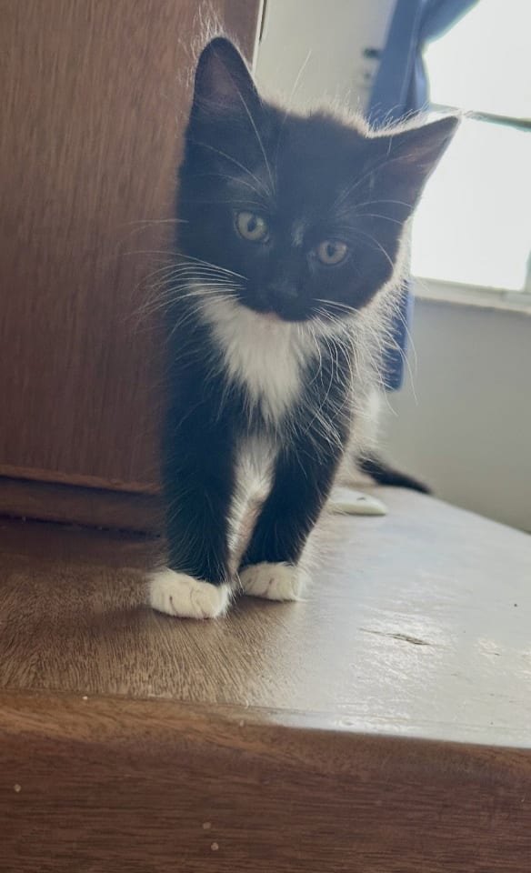 Photo of Chestnut