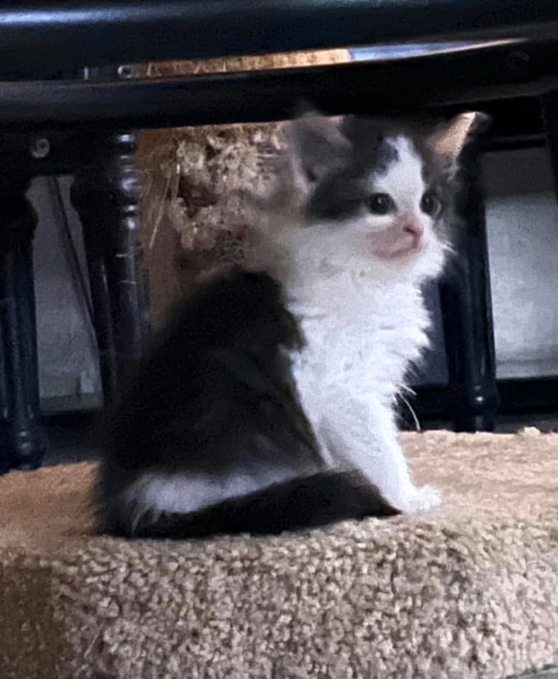 Photo of Pistachio