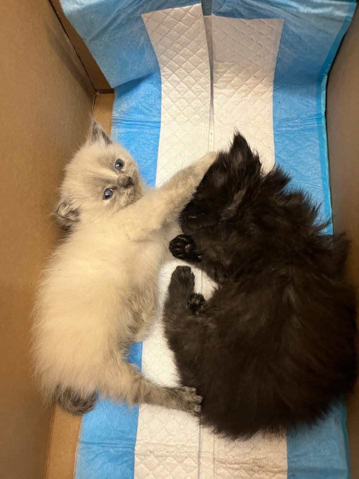 Photo of Yang bonded w/Yin