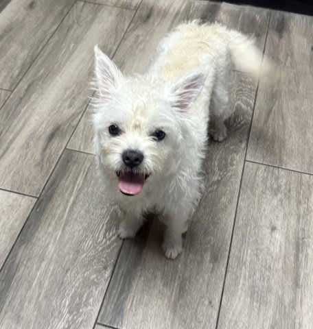 Photo of PEACH- PENDING ADOPTION