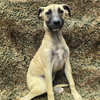 Photo of CASHMERE