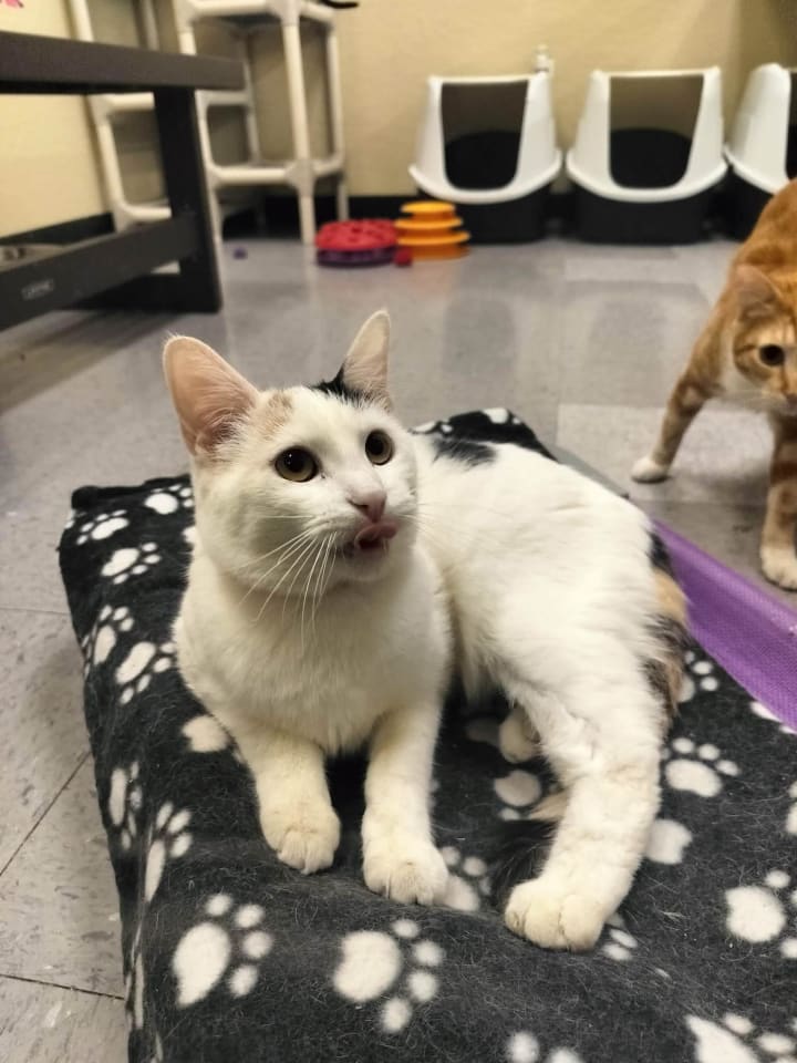 Photo of SnowPea