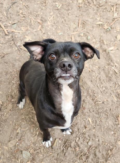 Photo of Little Black Dog