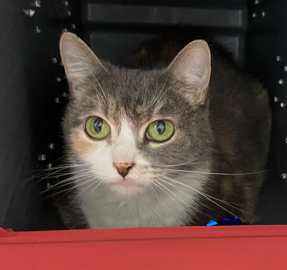 Photo of Turtle: Not at shelter (Barbe)