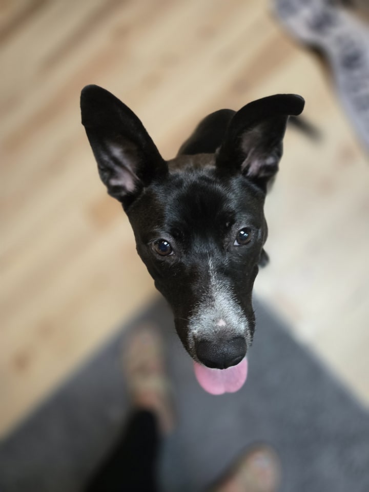 Photo of Frankenstein (ADOPTED)