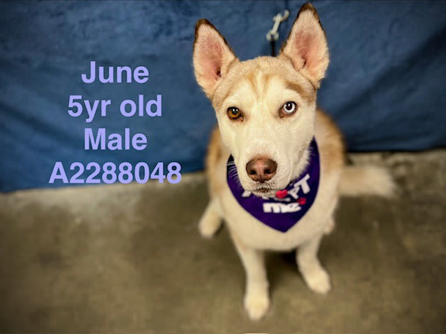 Photo of JUNE