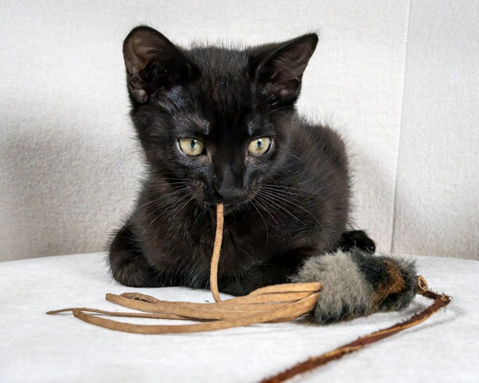 Photo of Henri (bonded w/Eloise Loo)