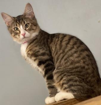 Photo of Kitten 27867(Angelica)