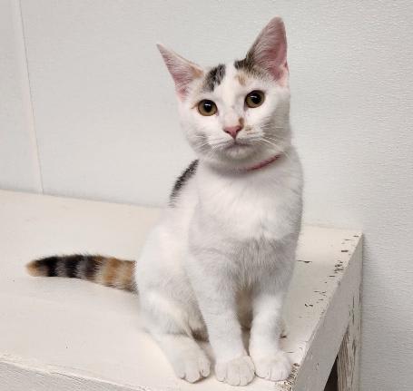 Photo of Kitten 27959(Mars)