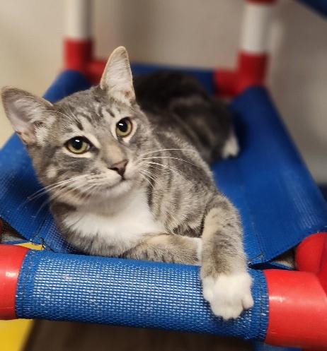 Photo of Kitten 27982(Stu)