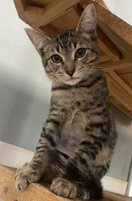 Photo of Kitten 27983(Lou)