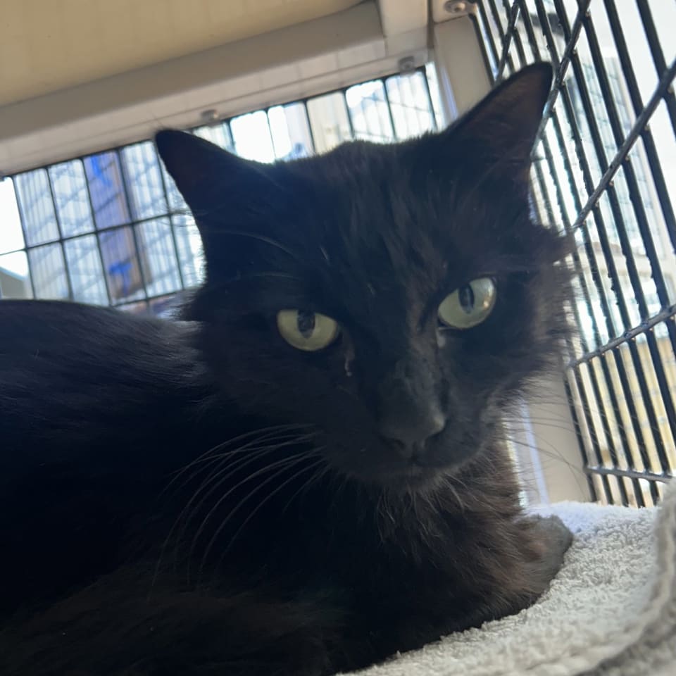 Photo of Toothless