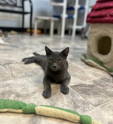 Photo of Kitten 27999 (Freddy)