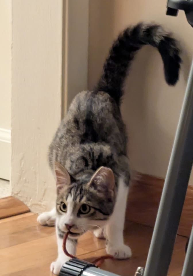 Photo of Logan the Landlord (bonded w/ Comet McCometFace)