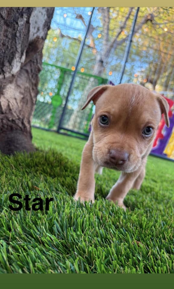 Photo of Luna’s Stars - Star