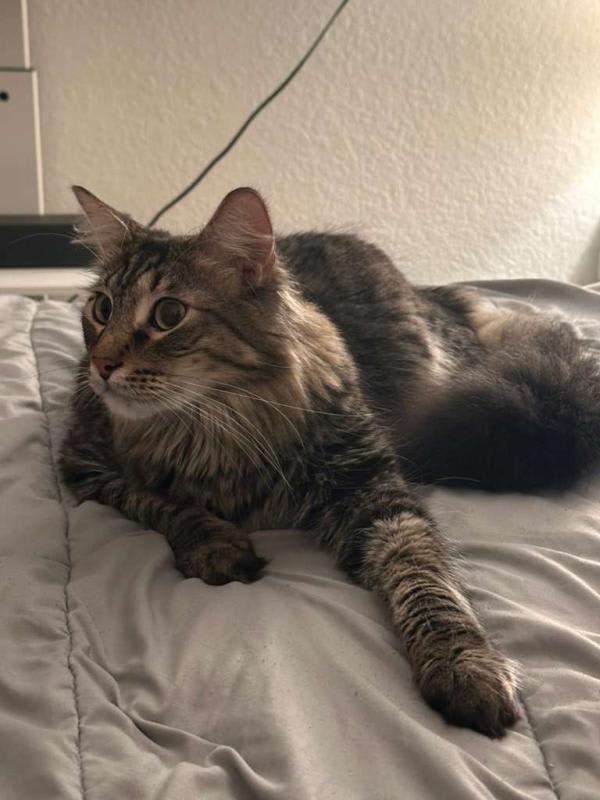 Photo of Oliver (Billie)