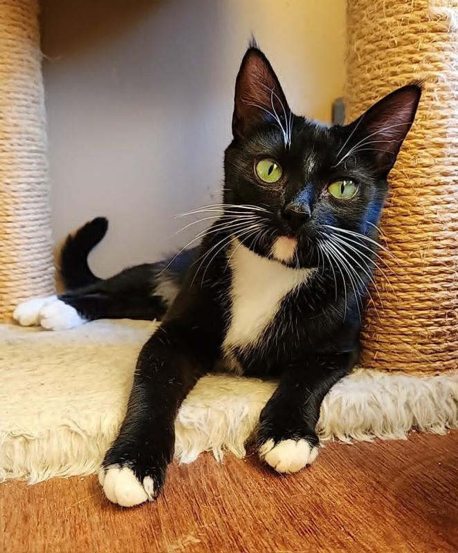 Photo of Tuxie