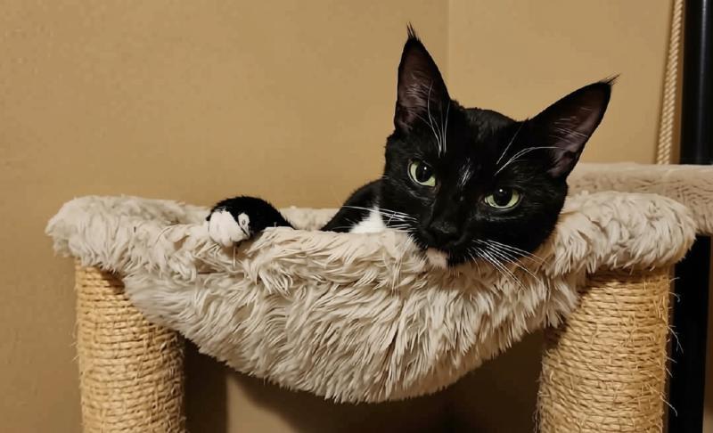 Photo of Tuxie