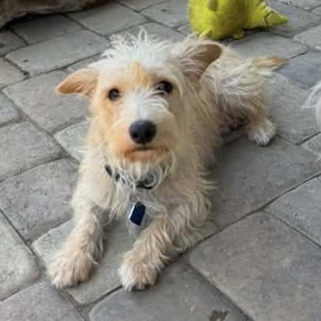 Photo of Noodle - Adopted!