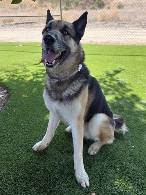 Photo of LOKI