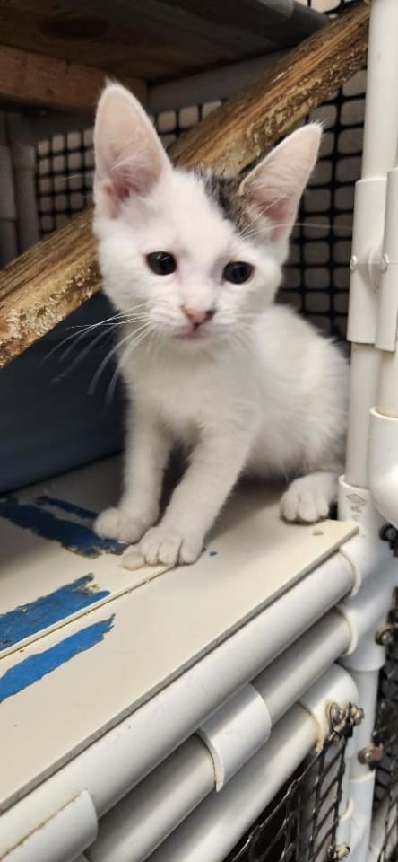 Photo of Kitten 27996 (Rocket)