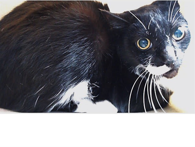 Photo of OREO