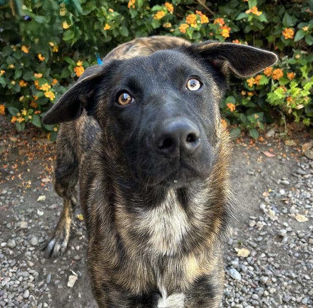 Photo of DUTCHESS
