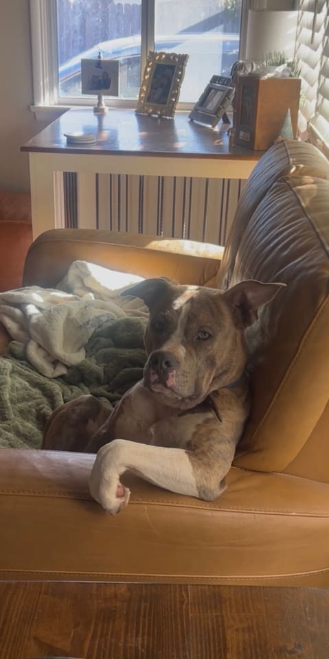 Photo of Beau