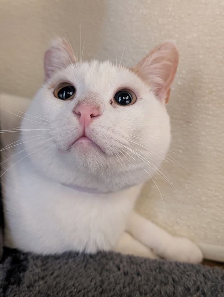 Photo of Boots