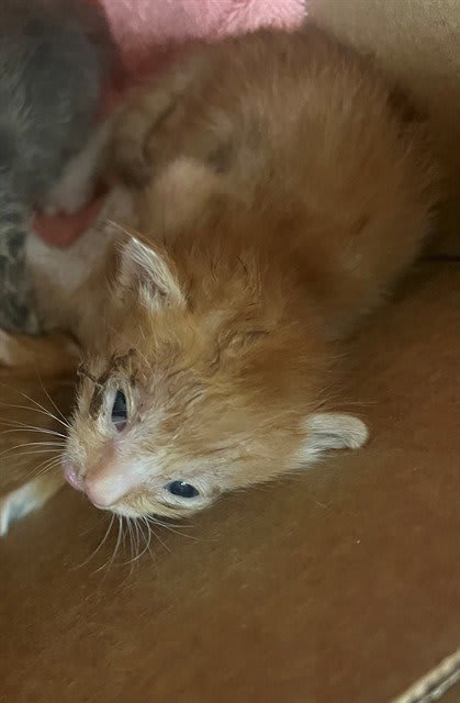 Photo of GINGER