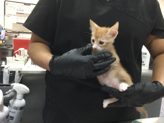 Photo of GINGER