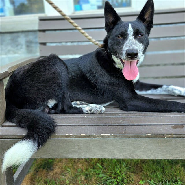 Photo of SMOKEY JOE
