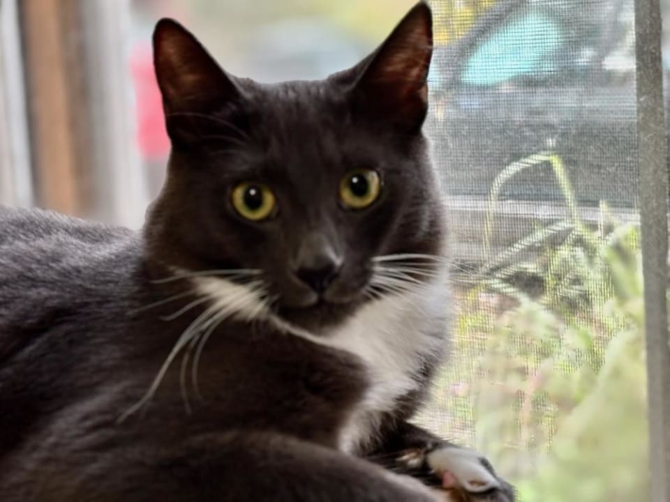 Photo of Milo