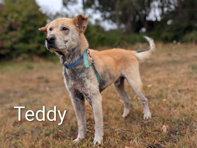 Photo of TEDDY
