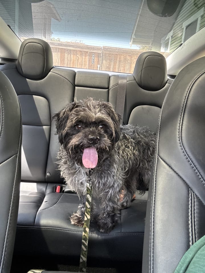 Photo of Oscar