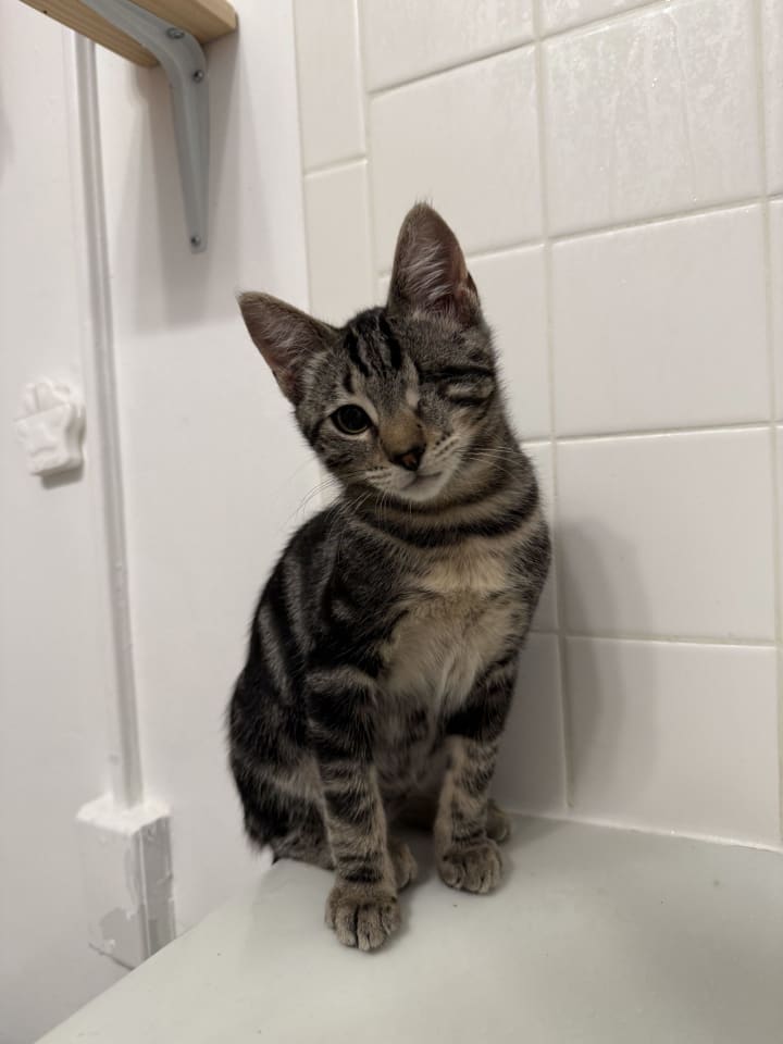 Photo of Max (bonded with Murphy)
