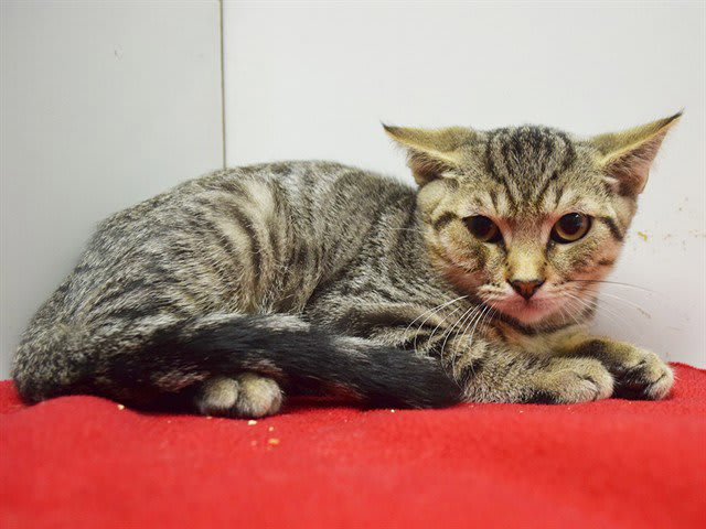 Photo of AZRIEL