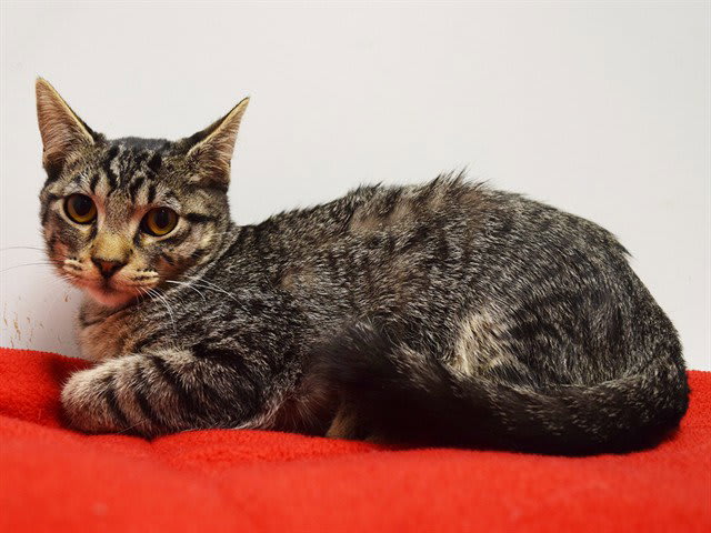 Photo of VICTOR