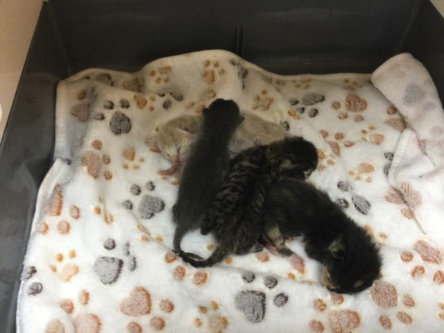 Photo of Cat