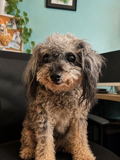 Photo of Abigail