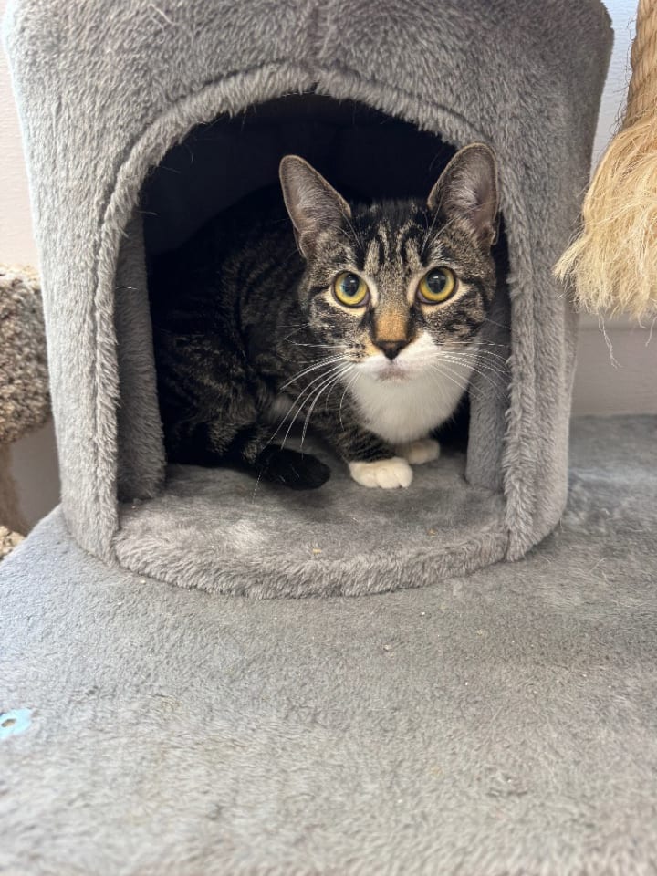 Photo of Honey