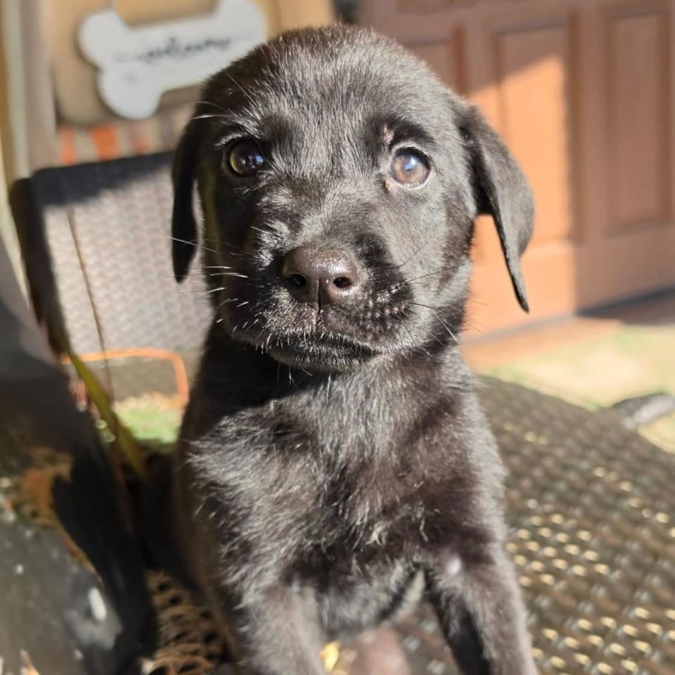Photo of Fish Pup - Goldfish - Adopted!